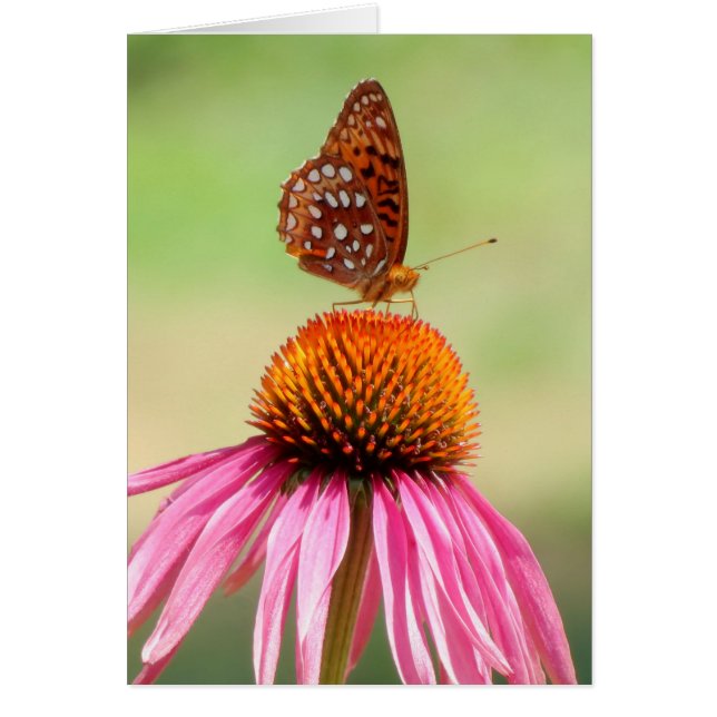 Oben - Fritillary Butterfly (Vorne)