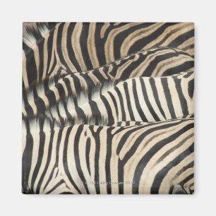 Obenliegende Ansicht von Burchells Zebra Magnet