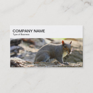 obere Leiste - Graue Eichhörnchen-Visitenkarte Visitenkarte