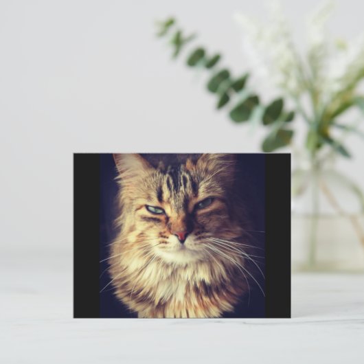 Obere Postkarte der Katze (Stehend Vorderseite)