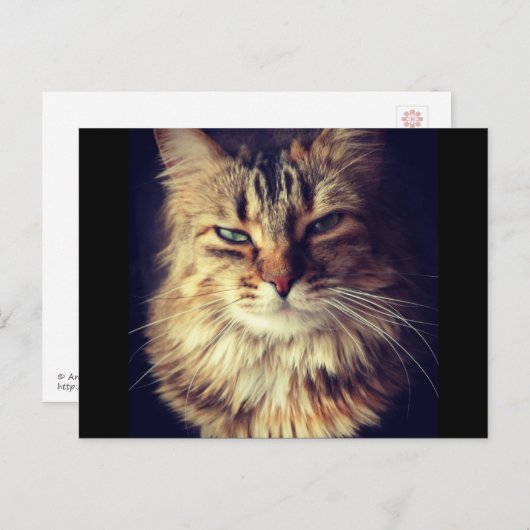 Obere Postkarte der Katze (Vorne/Hinten)