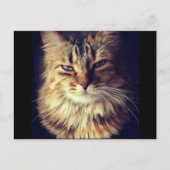 Obere Postkarte der Katze (Vorderseite)