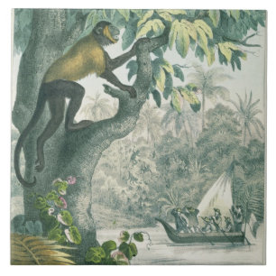 Obere Reichweiten des Amazonas, von 'DAS Buch der Fliese