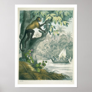 Obere Reichweiten des Amazonas, von 'DAS Buch der Poster