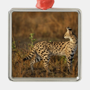 Oberer Mara, Masai-Mara-Naturreservat, Kenia, Silbernes Ornament