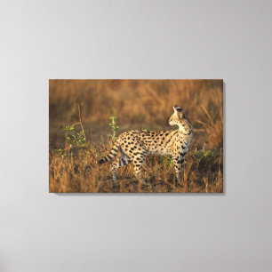 Oberer Mara, Masai-Mara-Wildreservat, Kenia, Leinwanddruck