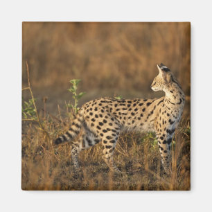 Oberer Mara, Masai-Mara-Wildreservat, Kenia, Magnet