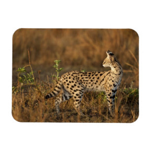 Oberer Mara, Masai-Mara-Wildreservat, Kenia, Magnet