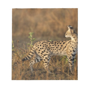 Oberer Mara, Masai-Mara-Wildreservat, Kenia, Notizblock