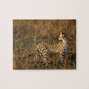 Oberer Mara, Masai-Mara-Wildreservat, Kenia, Puzzle
