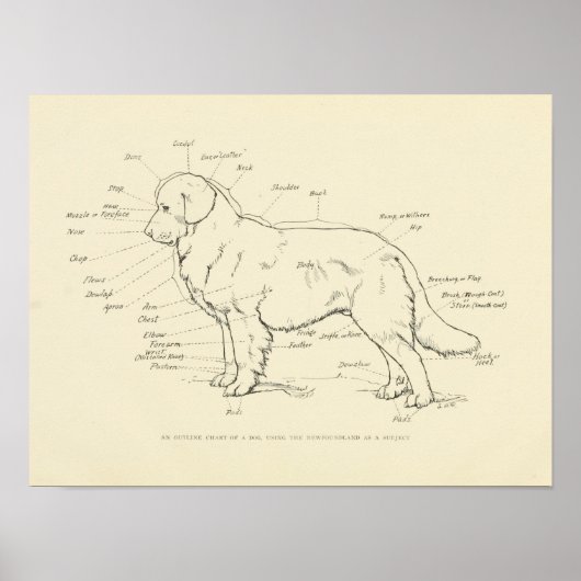 Oberflächenanatomie der Hundekarte Poster (Vorne)