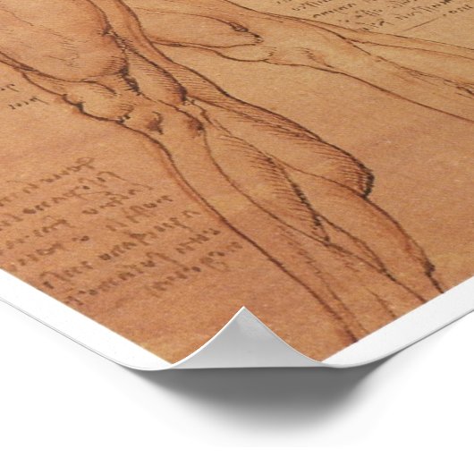 Oberflächenanatomie der unteren Extremität, Da Vin Poster (Ecke)