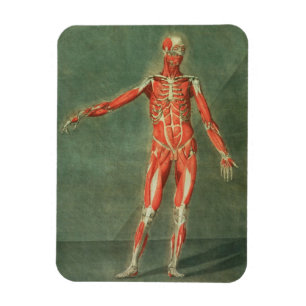 Oberflächliches Muskelsystem an der Vorderseite de Magnet