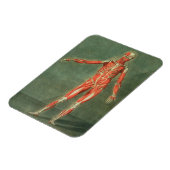 Oberflächliches Muskelsystem an der Vorderseite de Magnet (Linke Seite)