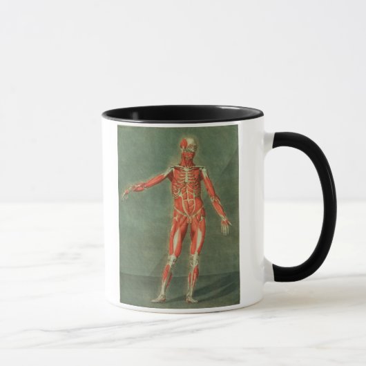 Oberflächliches muskulöses System der Front des BO Tasse (Rechts)