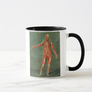 Oberflächliches muskulöses System der Front des Tasse