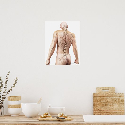 Oberkörper Knochen 2 Poster (Küche)