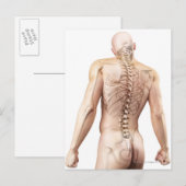 Oberkörper Knochen 2 Postkarte (Vorne/Hinten)