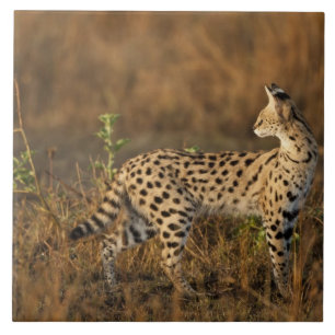 Obermara, Masai Mara Game Reserve, Kenia, Fliese