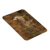 Obermara, Masai Mara Game Reserve, Kenia, Magnet (Rechte Seite)