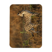 Obermara, Masai Mara Game Reserve, Kenia, Magnet (Vertikal)