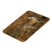 Obermara, Masai Mara Game Reserve, Kenia, Magnet (Linke Seite)