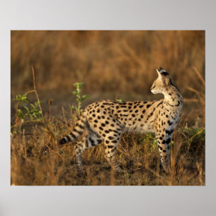 Obermara, Masai Mara Game Reserve, Kenia, Poster