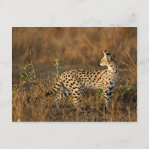 Obermara, Masai Mara Game Reserve, Kenia, Postkarte