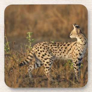 Obermara, Masai Mara Game Reserve, Kenia, Untersetzer