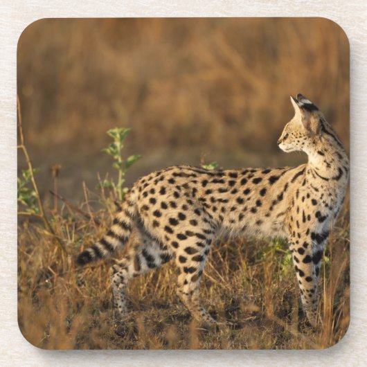 Obermara, Masai Mara Game Reserve, Kenia, Untersetzer (Vorderseite)