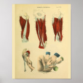 Oberschenkelmuskeln Birth Forceps Anatomie Art Pri Poster (Vorne)