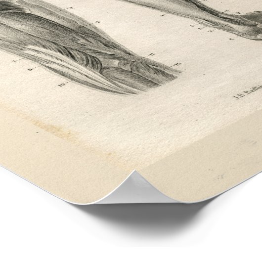 Oberschenkelmuskeln Vintage Anatomie Druck Poster (Ecke)