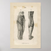 Oberschenkelmuskeln Vintage Anatomie Druck Poster (Vorne)