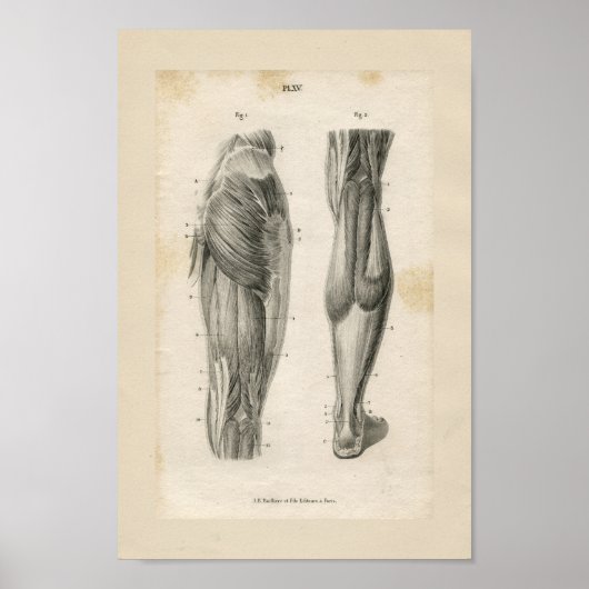 Oberschenkelmuskeln Vintage Anatomie Druck Poster (Vorne)