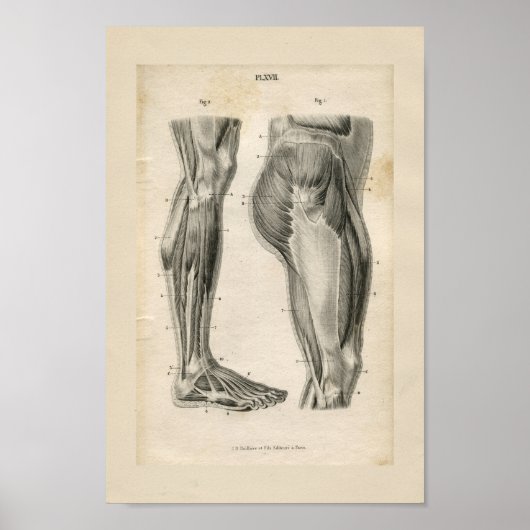 Oberschenkelmuskeln Vintage Anatomie Druck Poster (Vorne)