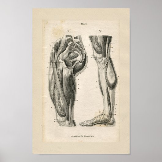 Oberschenkelmuskeln Vintage Anatomie Druck Poster (Vorne)