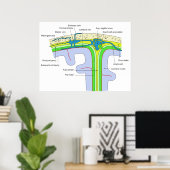 Oberseite des Schädels mit den Gehirnmembranen Poster (Heimbüro)