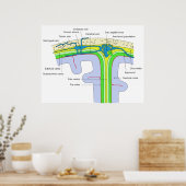 Oberseite des Schädels mit den Gehirnmembranen Poster (Küche)