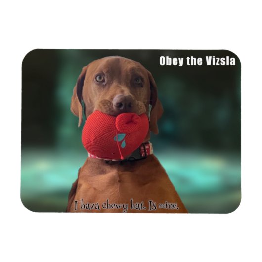Obey der Vizsla Chewy Hat Magnet (Horizontal)