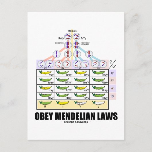 Obey Mendelian Laws (Dihybrid Cross Peas) Postkarte (Vorderseite)