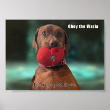 Obey Vizsla
