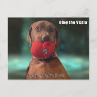 Obey Vizsla