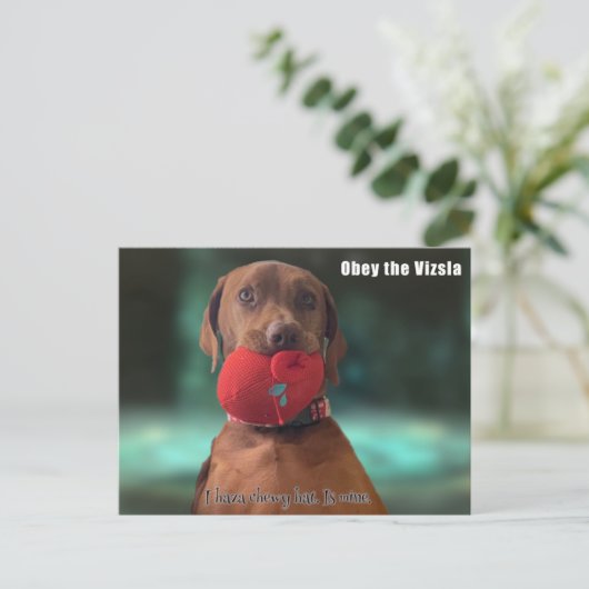 Obey Vizsla Postkarte (Stehend Vorderseite)
