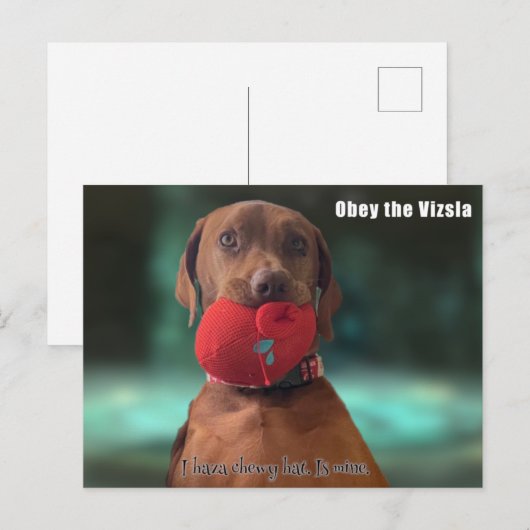 Obey Vizsla Postkarte (Vorne/Hinten)
