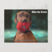 Obey Vizsla Postkarte (Vorderseite)
