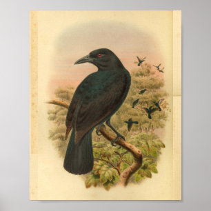 Obi Paradieskrähe Vintage Vogel Print Poster