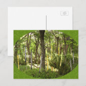 Oboe Forest Postkarte (Vorne/Hinten)