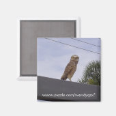Observant Owl Magnet (Vorderseite/Rückseite)