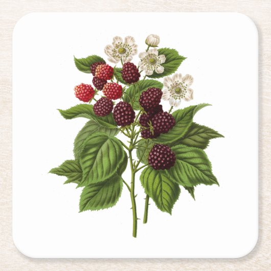 Obst: A014 BlackBerry - Rechteckiger Pappuntersetzer (Vorderseite)