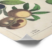 Obst | Charlotte Mary Yonge Poster (Ecke)